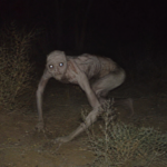 Makhluk Skinwalker